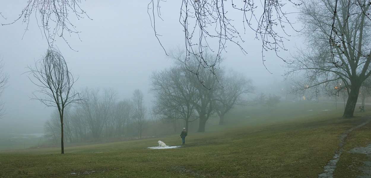 Dog walker in a foggy park valley